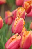 SPRING, APRIL, ORANGE, YELLOW FLOWERS, BLOOMS OF TULIP, TULIPA LAMBADA, BULBS, FRINGED