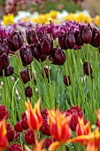 SPRING, APRIL, PURPLE, PLUM FLOWERS, BLOOMS OF TULIP, TULIPA VINCENT VAN GOGH, BULBS, FRINGED