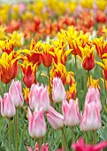 SPRING, APRIL, PINK FLOWERS, BLOOMS OF TULIP, TULIPA ELEGANT LADY, ORANGE, YELLOW FLOWERS OF TULIPA FIRE WINGS, BULBS, FRINGED