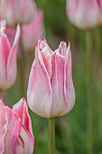 SPRING, APRIL, PINK FLOWERS, BLOOMS OF TULIP, TULIPA ELEGANT LADY, BULBS, FRINGED