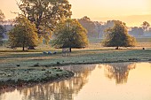 COTTESBROOKE HALL AND GARDENS, NORTHAMPTONSHIRE: SPRING, APRIL, VIEW OF PARKLAND FROM THE MITCHELL BRIDGE, SUNRISE