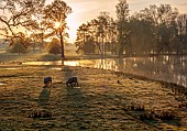COTTESBROOKE HALL AND GARDENS, NORTHAMPTONSHIRE: SPRING, APRIL, VIEW OF PARKLAND, LAKE, SHEEP, FROM THE MITCHELL BRIDGE, SUNRISE
