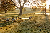 COTTESBROOKE HALL AND GARDENS, NORTHAMPTONSHIRE: SPRING, APRIL, VIEW OF PARKLAND, LAKE, SHEEP, FROM THE MITCHELL BRIDGE, SUNRISE