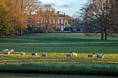 COTTESBROOKE HALL AND GARDENS, NORTHAMPTONSHIRE: SPRING, APRIL, VIEW OF PARKLAND, LAKE, SHEEP, HALL, FROM THE MITCHELL BRIDGE, SUNRISE