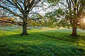 COTTESBROOKE HALL AND GARDENS, NORTHAMPTONSHIRE: SPRING, APRIL, SHEEP, TREES, PARKLAND