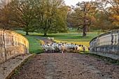 COTTESBROOKE HALL AND GARDENS, NORTHAMPTONSHIRE: SPRING, APRIL, TREES, SHEEP AT THE MITCHELL BRIDGE