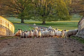 COTTESBROOKE HALL AND GARDENS, NORTHAMPTONSHIRE: SPRING, APRIL, TREES, SHEEP AT THE MITCHELL BRIDGE