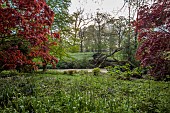 COTTESBROOKE HALL AND GARDENS, NORTHAMPTONSHIRE: SPRING, APRIL, THE WILD GARDEN, BROOK, STREAM. ACERS, MAPLES, FALLEN TREE, GUNNERA MANICATA
