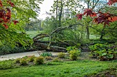 COTTESBROOKE HALL AND GARDENS, NORTHAMPTONSHIRE: SPRING, APRIL, THE WILD GARDEN, BROOK, STREAM. ACER, MAPLE, FALLEN TREE, GUNNERA MANICATA