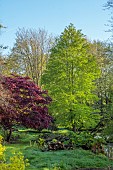 COTTESBROOKE HALL AND GARDENS, NORTHAMPTONSHIRE: SPRING, APRIL, THE WILD GARDEN, BROOK, STREAM. ACER, MAPLE, FALLEN TREE, GUNNERA MANICATA