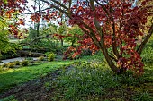 COTTESBROOKE HALL AND GARDENS, NORTHAMPTONSHIRE: SPRING, APRIL, THE WILD GARDEN, BROOK, STREAM. ACER, MAPLE, FALLEN TREE, GUNNERA MANICATA
