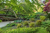 COTTESBROOKE HALL AND GARDENS, NORTHAMPTONSHIRE: SPRING, APRIL, THE WILD GARDEN, BROOK, STREAM. ACER, MAPLE, FALLEN TREE, GUNNERA MANICATA