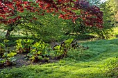 COTTESBROOKE HALL AND GARDENS, NORTHAMPTONSHIRE: SPRING, APRIL, THE WILD GARDEN, BROOK, STREAM. ACER, MAPLE, GUNNERA MANICATA