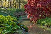 COTTESBROOKE HALL AND GARDENS, NORTHAMPTONSHIRE: SPRING, APRIL, THE WILD GARDEN, BRIDGE, BROOK, STREAM. ACER, MAPLE, GUNNERA MANICATA