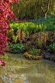 COTTESBROOKE HALL AND GARDENS, NORTHAMPTONSHIRE: SPRING, APRIL, THE WILD GARDEN, BROOK, STREAM, MAPLE, ACER, MATTEUCIA STRUTHIOPTERIS, EUPHORBIA FIREGLOW