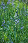 COTTESBROOKE HALL AND GARDENS, NORTHAMPTONSHIRE: SPRING, APRIL, THE WILD GARDEN, BLUE FLOWERS OF CAMASSIA LEICHTLINII SUBSP. SUKSDORFII CAERULEA, BULBS