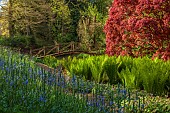 COTTESBROOKE HALL AND GARDENS, NORTHAMPTONSHIRE: SPRING, APRIL, THE WILD GARDEN, CAMASSIAS, STREAM, MATTEUCIA STRUTHIOPTERIS, MAPLE, ACER, BRIDGE