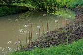 COTTESBROOKE HALL AND GARDENS, NORTHAMPTONSHIRE: SPRING, APRIL, THE WILD GARDEN, STREAM, BROOK, PALE PINK FLOWERS OF DARMERA PELTATA, PERENNIALS