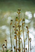 COTTESBROOKE HALL AND GARDENS, NORTHAMPTONSHIRE: SPRING, APRIL, THE WILD GARDEN, WATER, BROOK, STREAM, ROYAL FERN, OSMUNDA REGALIS
