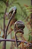 COTTESBROOKE HALL AND GARDENS, NORTHAMPTONSHIRE: SPRING, APRIL, THE WILD GARDEN, EMERGING BUD OF ROYAL FERN, OSMUNDA REGALIS