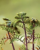 COTTESBROOKE HALL AND GARDENS, NORTHAMPTONSHIRE: SPRING, APRIL, THE WILD GARDEN, EMERGING BUDS, LEAVES, FOLIAGE OF ROYAL FERN, OSMUNDA REGALIS