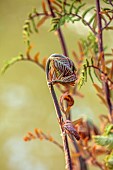 COTTESBROOKE HALL AND GARDENS, NORTHAMPTONSHIRE: SPRING, APRIL, THE WILD GARDEN, EMERGING BUD OF ROYAL FERN, OSMUNDA REGALIS