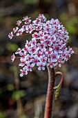 COTTESBROOKE HALL AND GARDENS, NORTHAMPTONSHIRE: SPRING, APRIL, THE WILD GARDEN, STREAM, BROOK, PALE PINK FLOWERS OF DARMERA PELTATA, PERENNIALS