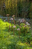 COTTESBROOKE HALL AND GARDENS, NORTHAMPTONSHIRE: SPRING, APRIL, THE WILD GARDEN, STREAM, BROOK, PALE PINK FLOWERS OF DARMERA PELTATA, PERENNIALS