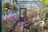 COTTESBROOKE HALL AND GARDENS, NORTHAMPTONSHIRE: SPRING, APRIL, JENNY BARNES TENDING THE PELARGONIUMS IN THE GREENHOUSE