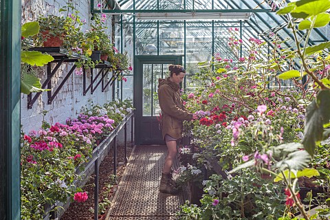 COTTESBROOKE_HALL_AND_GARDENS_NORTHAMPTONSHIRE_SPRING_APRIL_JENNY_BARNES_TENDING_THE_PELARGONIUMS_IN