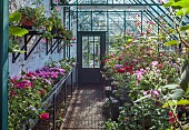 COTTESBROOKE HALL AND GARDENS, NORTHAMPTONSHIRE: SPRING, APRIL, PELARGONIUMS IN THE GREENHOUSE