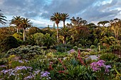 TRESCO ABBEY GARDEN, ISLES OF SCILLY: VIEW OF GARDENS FROM THE TOP TERRACE, BESCHORNERIA YUCCOIDES, SENECIO GLASTIFOLUS IN THE FOREGROUND