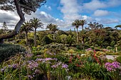 TRESCO ABBEY GARDEN, ISLES OF SCILLY: VIEW OF GARDENS FROM THE TOP TERRACE, BESCHORNERIA YUCCOIDES, SENECIO GLASTIFOLUS IN THE FOREGROUND