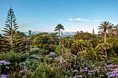 TRESCO ABBEY GARDEN, ISLES OF SCILLY: VIEW OF GARDENS FROM THE TOP TERRACE, SENECIO GLASTIFOLUS IN THE FOREGROUND, NORFOLK ISLAND PINE, ARAUCARIA HETEROPHYLLA