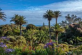 TRESCO ABBEY GARDEN, ISLES OF SCILLY: VIEW OF GARDENS FROM THE TOP TERRACE, BESCHORNERIA YUCCOIDES, SENECIO GLASTIFOLUS IN THE FOREGROUND