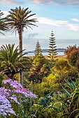 TRESCO ABBEY GARDEN, ISLES OF SCILLY: VIEW OF GARDENS FROM THE TOP TERRACE, SENECIO GLASTIFOLUS IN THE FOREGROUND, NORFOLK ISLAND PINE, ARAUCARIA HETEROPHYLLA IN BACKGROUND