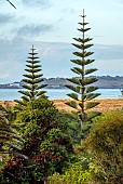 TRESCO ABBEY GARDEN, ISLES OF SCILLY: VIEW OF GARDENS FROM THE TOP TERRACE, NORFOLK ISLAND PINE, ARAUCARIA HETEROPHYLLA