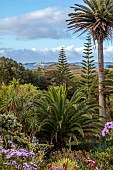 TRESCO ABBEY GARDEN, ISLES OF SCILLY: VIEW OF GARDENS FROM THE TOP TERRACE, SENECIO GLASTIFOLUS IN THE FOREGROUND, NORFOLK ISLAND PINE, ARAUCARIA HETEROPHYLLA IN BACKGROUND