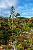 TRESCO ABBEY GARDEN, ISLES OF SCILLY: VIEW OF GARDENS FROM THE TOP TERRACE, NORFOLK ISLAND PINE, ARAUCARIA HETEROPHYLLA