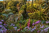 TRESCO ABBEY GARDEN, ISLES OF SCILLY: VIEW OF GARDENS FROM THE TOP TERRACE, SENECIO GLASTIFOLUS, BESCHORNERIA YUCCOIDES, WOODEN PERGOLA