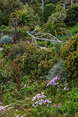 TRESCO ABBEY GARDEN, ISLES OF SCILLY: VIEW OF GARDENS FROM THE TOP TERRACE, SENECIO GLASTIFOLUS, WOODEN PERGOLA