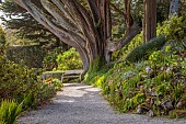 TRESCO ABBEY GARDEN, ISLES OF SCILLY: MAY, SPRING, PATH, WOODEN BENCH, MASSIVE TRUNK OF TREE, CUPRESSUS MACROCARPA, MONTEREY CYPRESS