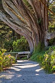 TRESCO ABBEY GARDEN, ISLES OF SCILLY: MAY, SPRING, PATH, WOODEN BENCH, MASSIVE TRUNK OF TREE, CUPRESSUS MACROCARPA, MONTEREY CYPRESS