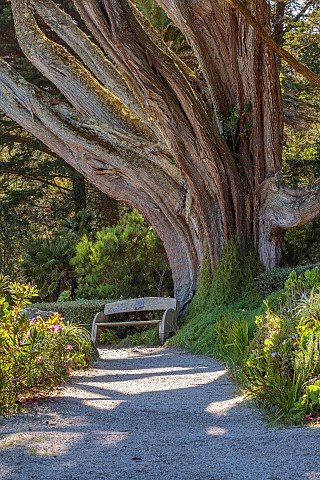 TRESCO_ABBEY_GARDEN_ISLES_OF_SCILLY_MAY_SPRING_PATH_WOODEN_BENCH_MASSIVE_TRUNK_OF_TREE_CUPRESSUS_MAC