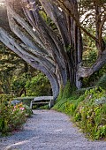 TRESCO ABBEY GARDEN, ISLES OF SCILLY: MAY, SPRING, PATH, WOODEN BENCH, MASSIVE TRUNK OF TREE, CUPRESSUS MACROCARPA, MONTEREY CYPRESS