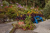 TRESCO ABBEY GARDEN, ISLES OF SCILLY: MAY, SPRING, THE SHELL HOUSE TERRACE, BLUE WOODEN BENCH, SEAT, AEONIUM ARBOREUM ZWARTKOP