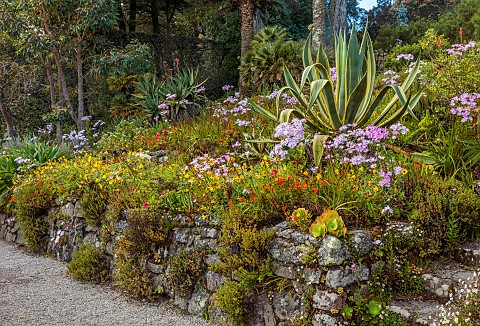 TRESCO_ABBEY_GARDEN_ISLES_OF_SCILLY_MAY_SPRING_THE_SHELL_HOUSE_TERRACE_WALL_AGAVE_SENECIO_GLASTIFOLI
