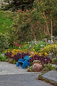 TRESCO ABBEY GARDEN, ISLES OF SCILLY: MAY, SPRING, THE SHELL HOUSE TERRACE, BLUE WOODEN BENCH, SEAT, AEONIUM ARBOREUM ZWARTKOP