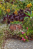 TRESCO ABBEY GARDEN, ISLES OF SCILLY: MAY, SPRING, THE SHELL HOUSE TERRACE, TERRACOTTA CONTAINER, AEONIUM ARBOREUM ZWARTKOP