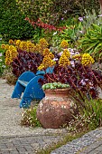 TRESCO ABBEY GARDEN, ISLES OF SCILLY: MAY, SPRING, THE SHELL HOUSE TERRACE, BLUE WOODEN BENCH, SEAT, AEONIUM ARBOREUM ZWARTKOP
